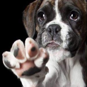 Meet your Posher, Patty